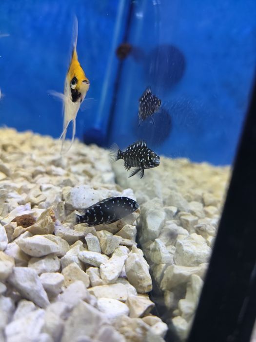 Ciclideos do tanganyika,Tropheus duboisi