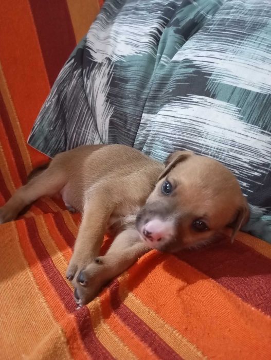 Cães bebés para adoção