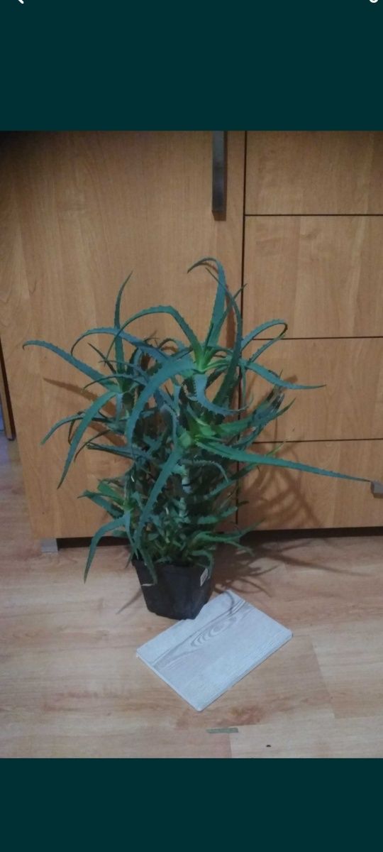 Aloes kaktus duża roślina
