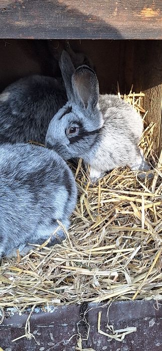 Sprzedam króliki jasnosrebrzyste wjs