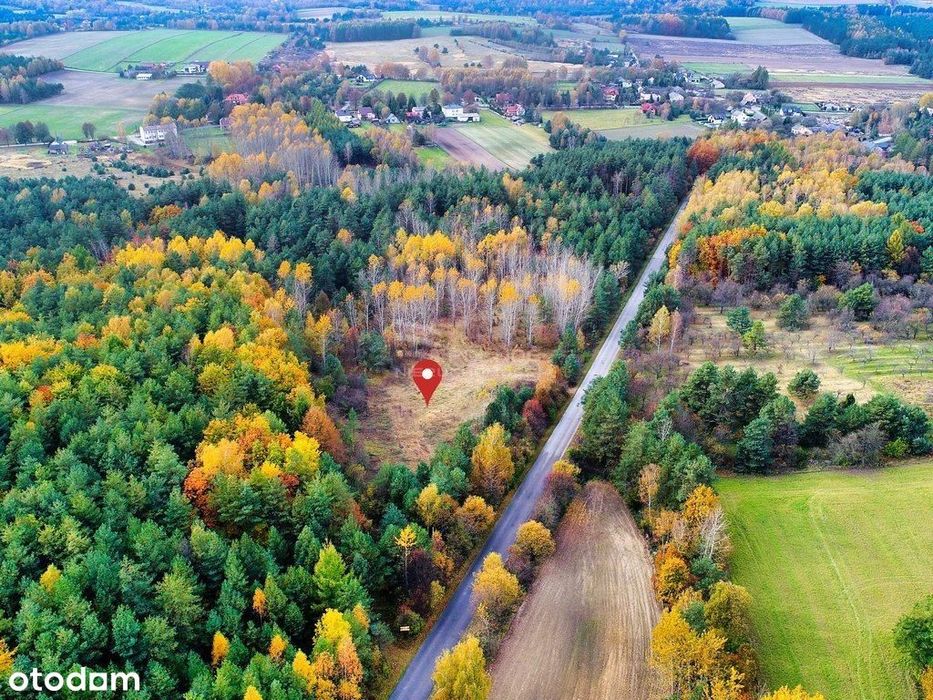 Duża działka budowlana z lasem