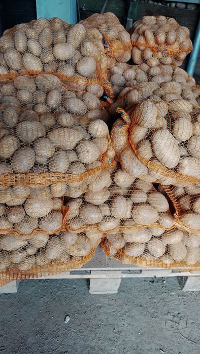 Ziemniak jadalny soraya