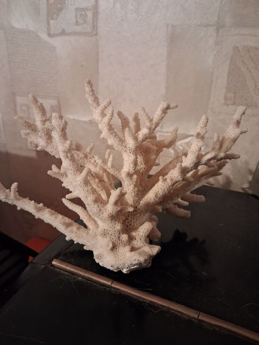 Коралл натуральний океаничний