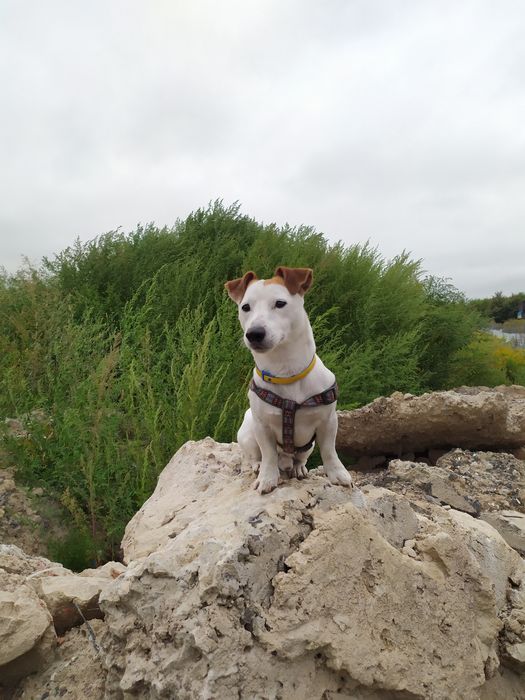 Кобель Джек Рассел в'язка.