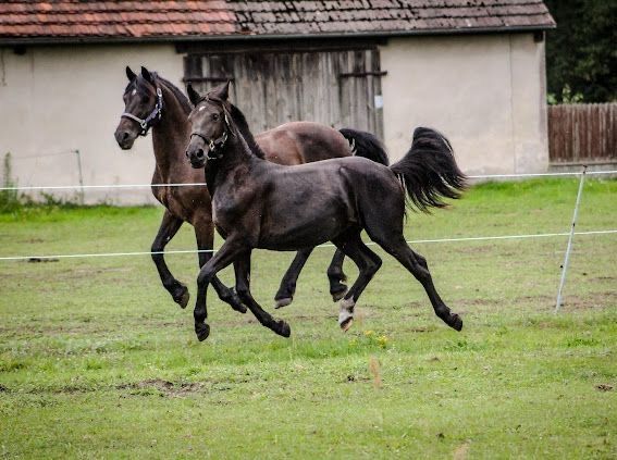Sprzedam roczną klaczkę