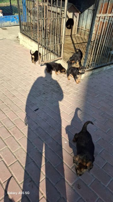 Віддам дівчинку песика