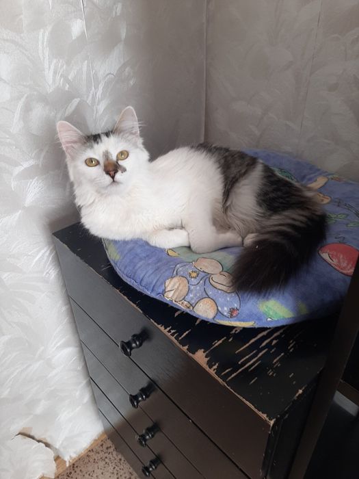 Котенок подросток бесплатно. Котята бесплатно. Кошка. Кошечка даром