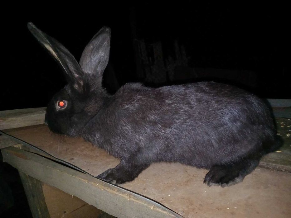 Продам кроликов молодняк