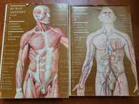 Human Anatomy vol 1 and 2