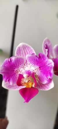 Орхідея - метелик Pink Sunset Girl"