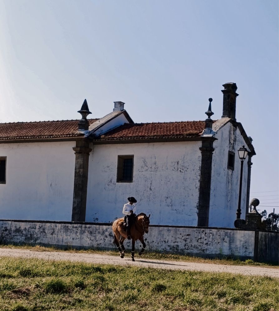 Cavalo Lusitano Montado
