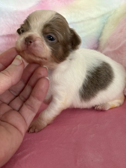 **Długowłosa sunia Calineczka**