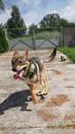 Azorek do adopcji