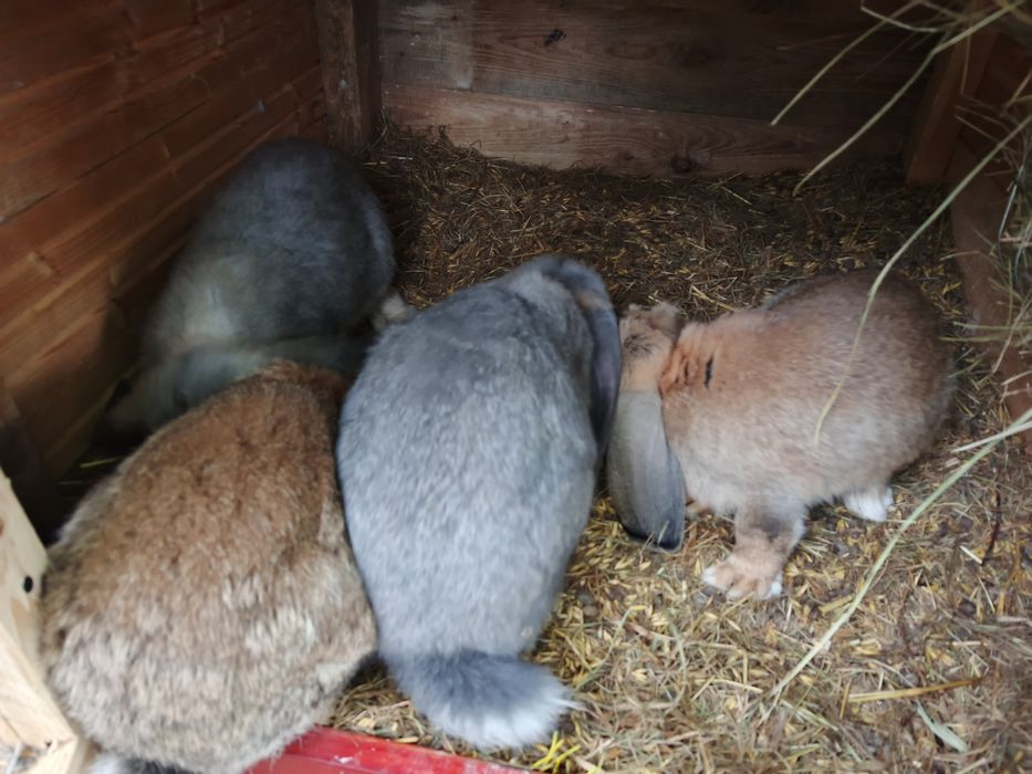 Króliki baran francuski 4 samce