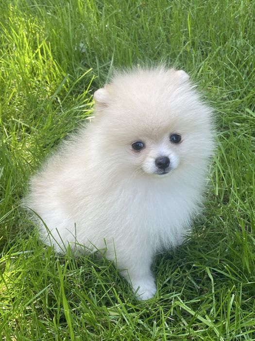 Pomapoo mini pies mix szpic miniaturowy pomeranian & pudel toy