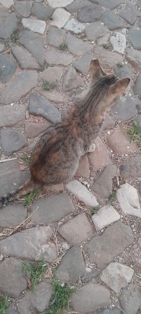 Gatinho de rua esterilizado