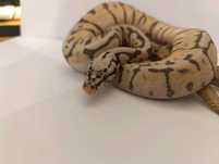 wąż fire gravel spider yellow belly het piebald