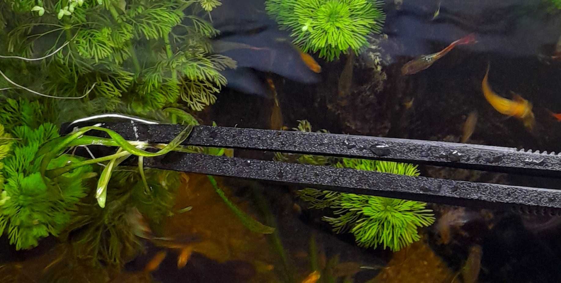 Pęseta do akwarium i terrarium