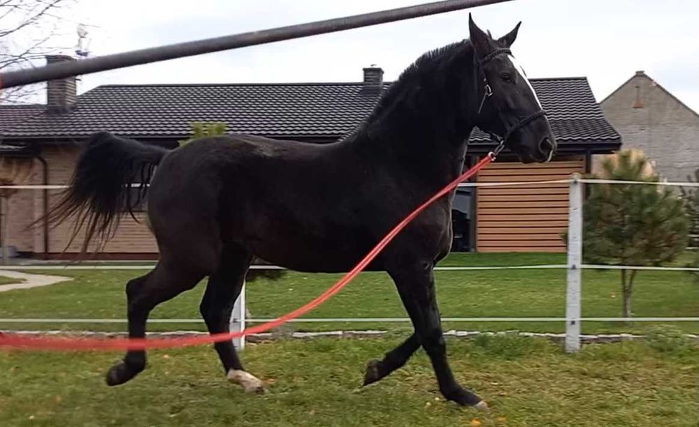 Klacz śląska 2,5 roku