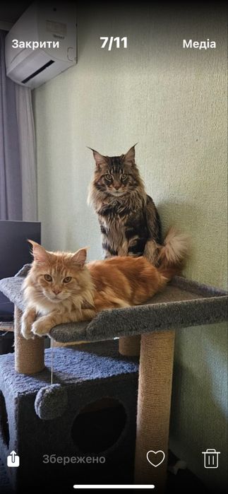 Котята  породи Мейн кун, 4.09 нар. Є ще 2 кошенятка.