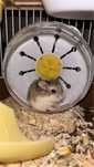 Hamster + Gaiola
