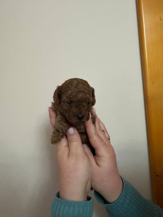 Той пудель Ред Браун