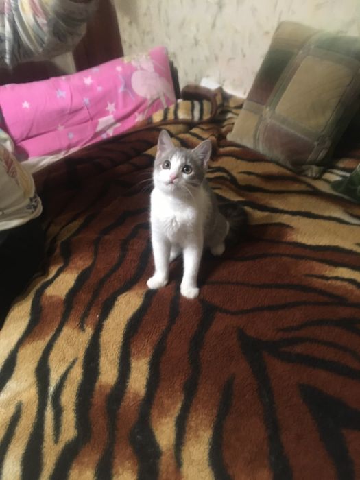 Віддам в хороші руки кошеня