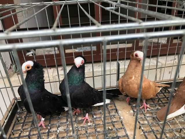 Gołębie ozdobne - koroniarz końcaty