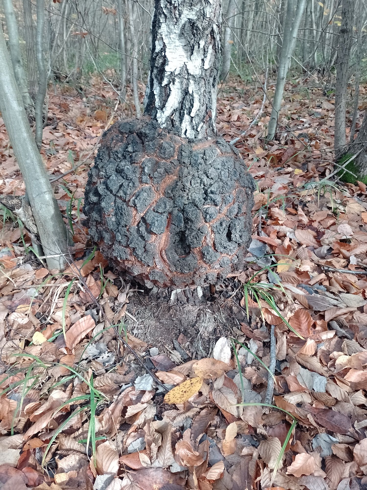 Слеп ілі кап берези  Сувель