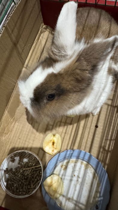 Продам домашнього кролика з кліткою