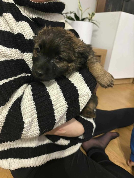 Pieski za darmo Kalisz małe