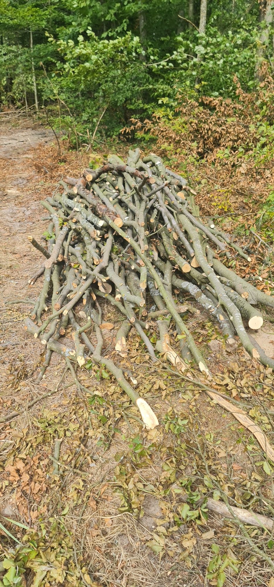 Drewno opałowe twarde, buk, gałęziówka