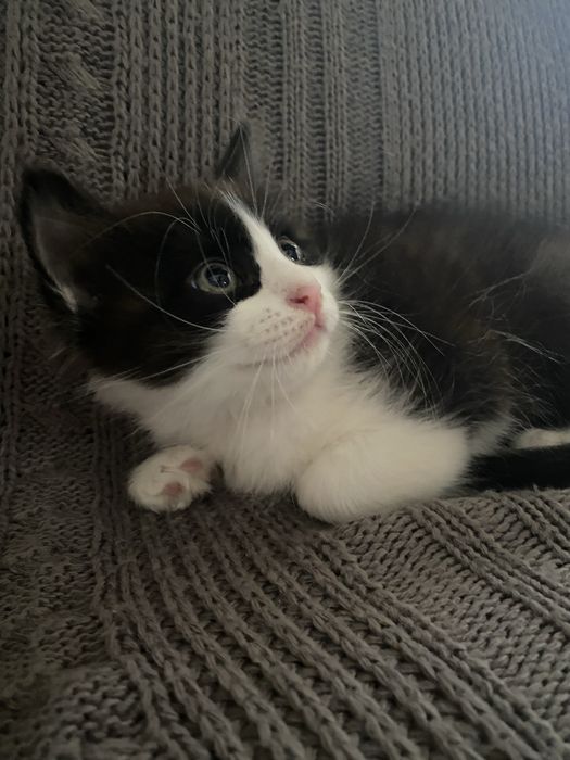 Котикам два місяці