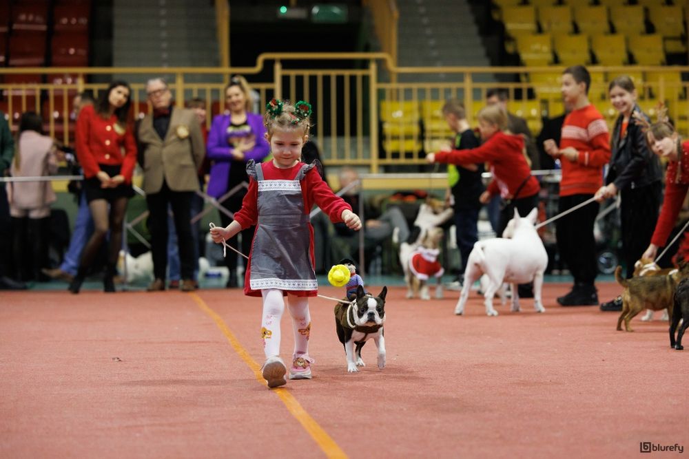 Boston terrier ZKwP/FCI jedyny miot w PL
