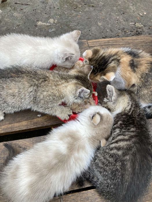 Кошенята 1,5 місяці