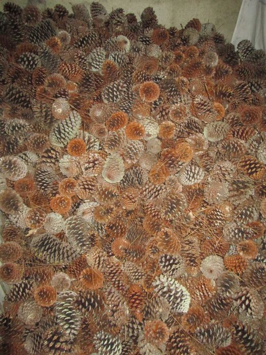 Sacos de Pinhas +/- 80 unidades