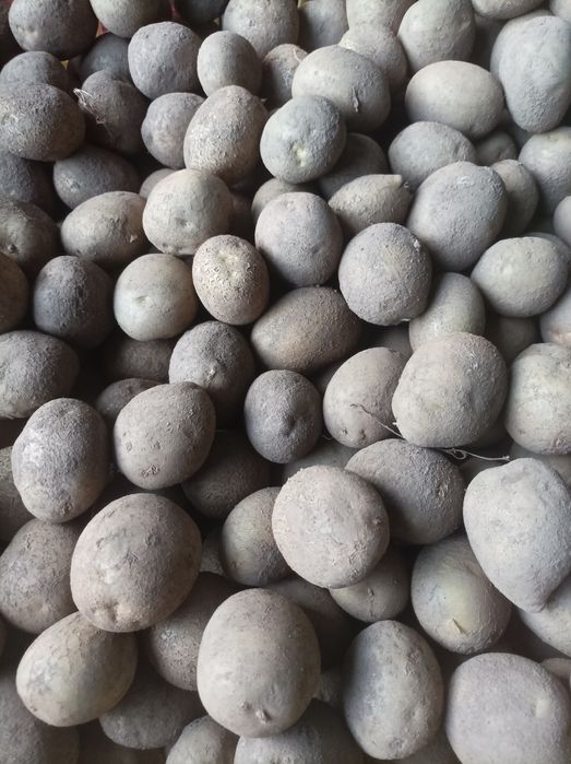 Ziemniaki wielkości sadzeniaka jadalne rok po kwalifikacje vineta lili