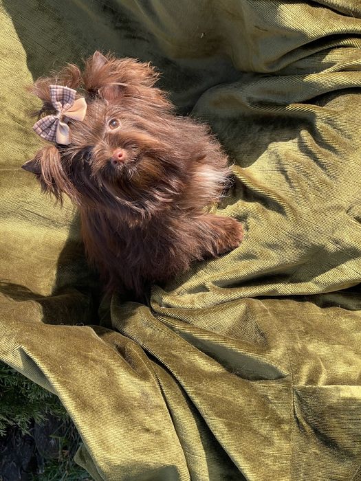 Йоркширский терьер дівчинка міні