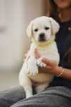 Biszkoptowa sunia Labrador Retriever ZKwP FCI