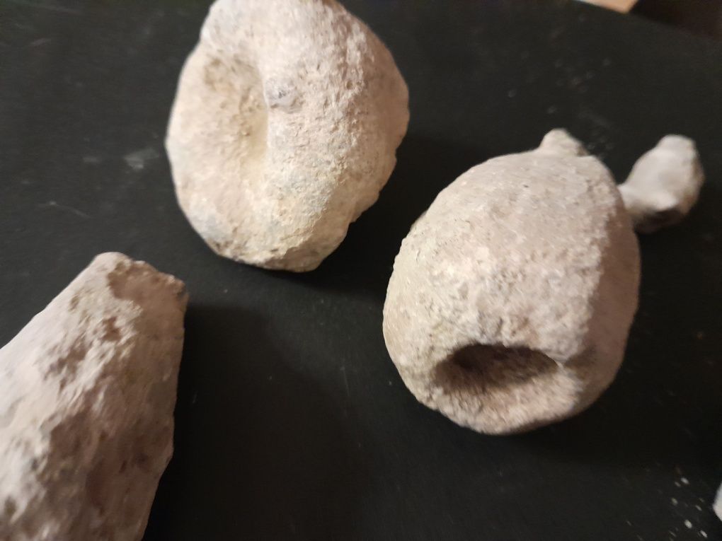 Skamieniałości, gąbki, Małż, amonit, zestaw Jura, skamieliny