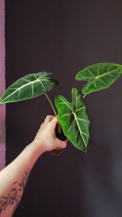 Алоказія різні дітки