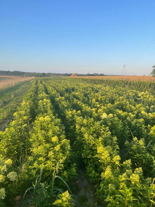 Hortensja bukietowa - duże sadzonki z gruntu