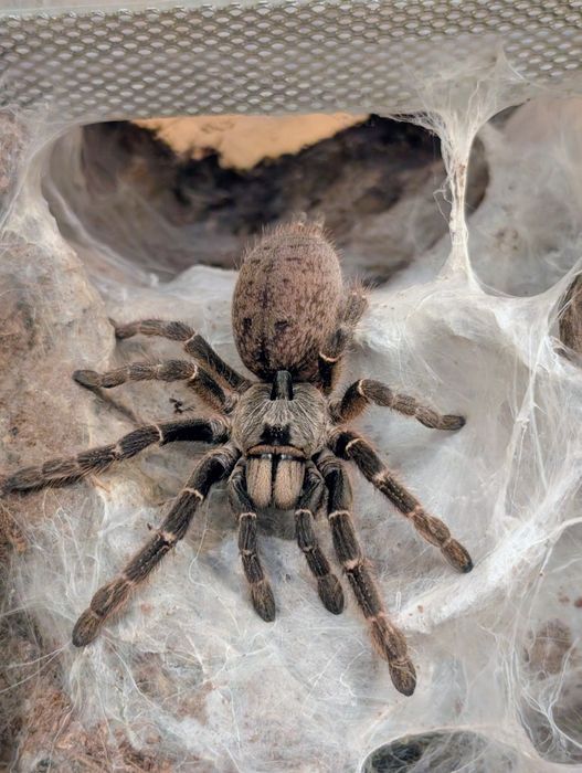 Samica Ceratogyrus darlingi + terrarium 15x15x20