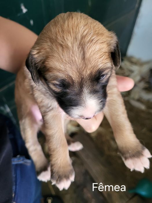Cães bebé para adopção