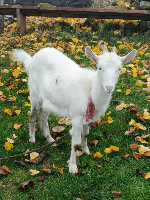 Продам  козичку і цапка