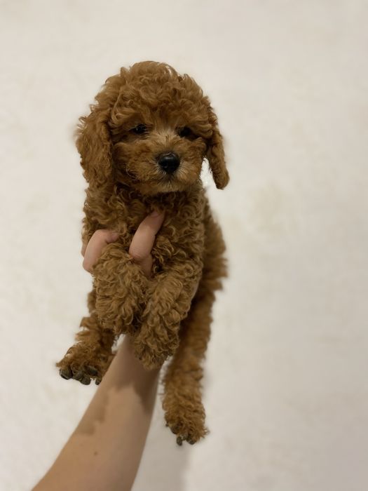 Щенок мальтипу ред браун элит-класса