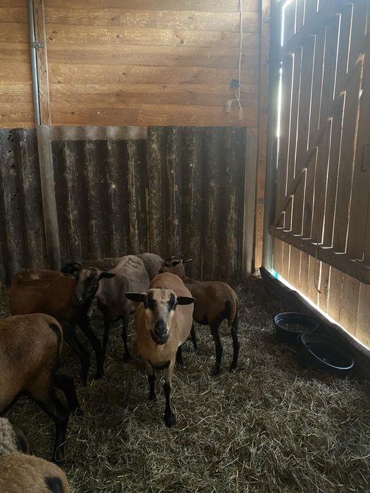 Sprzedam owce kameruńskie