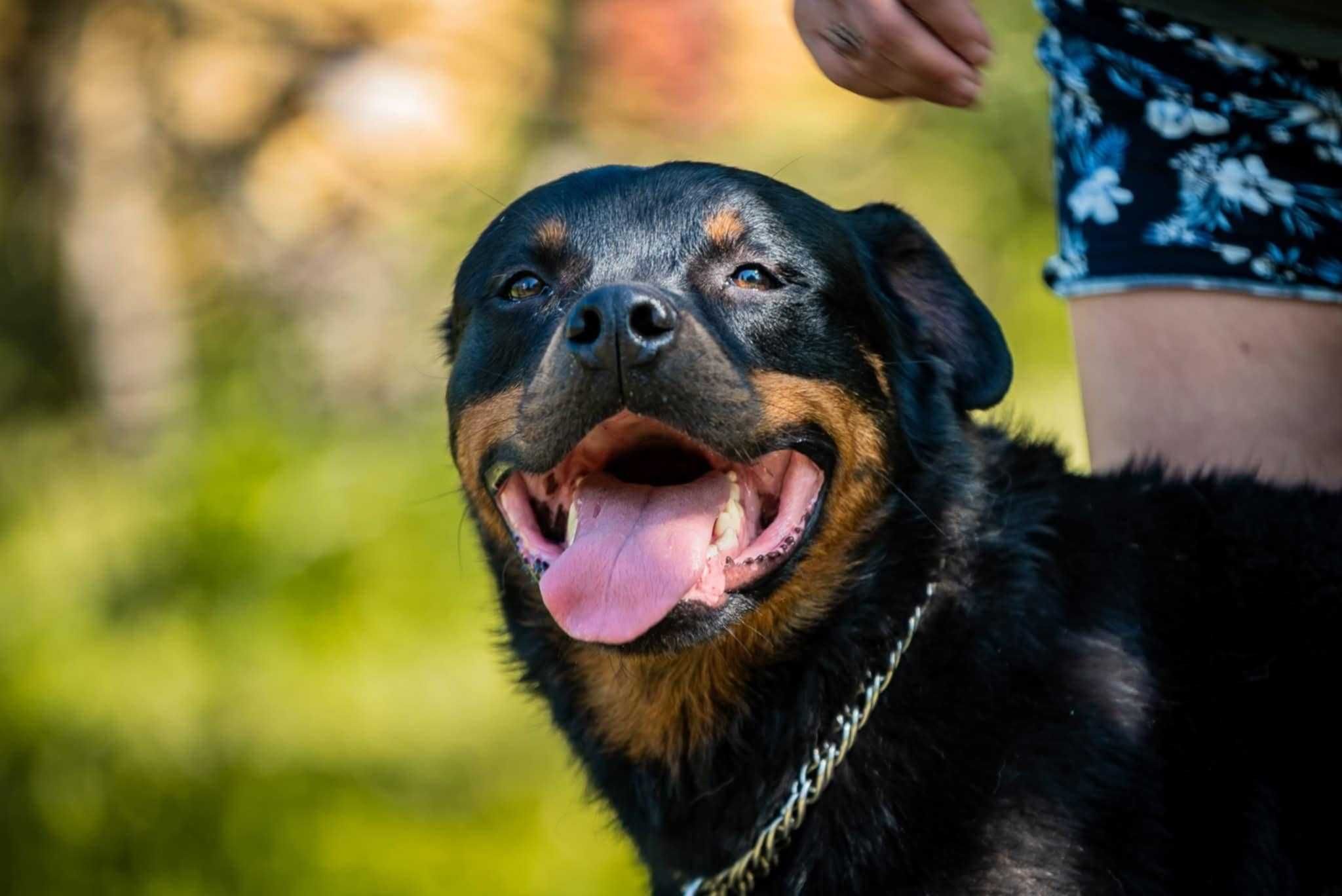 Hamer- wojenny uchodźca, rottweiler do adopcji