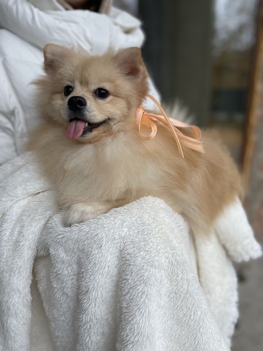 Померанські шпіци  краса, ніжність і любов в одному