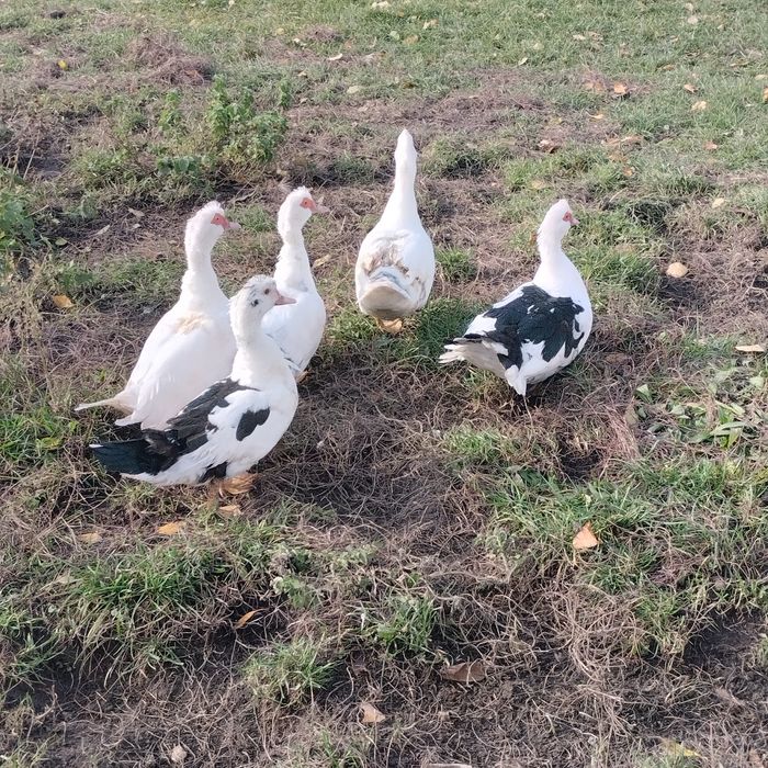 Sprzedam młode kaczki